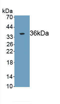 Tumor Protein p53 (P53) Monoclonal Antibody - image 2