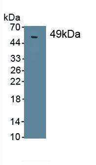 Surfactant Protein C (SP-C) Monoclonal Antibody - image 2