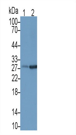 Killer Cell Lectin Like Receptor Subfamily K, Member 1 (KLRK1) Monoclonal Antibody - image 2