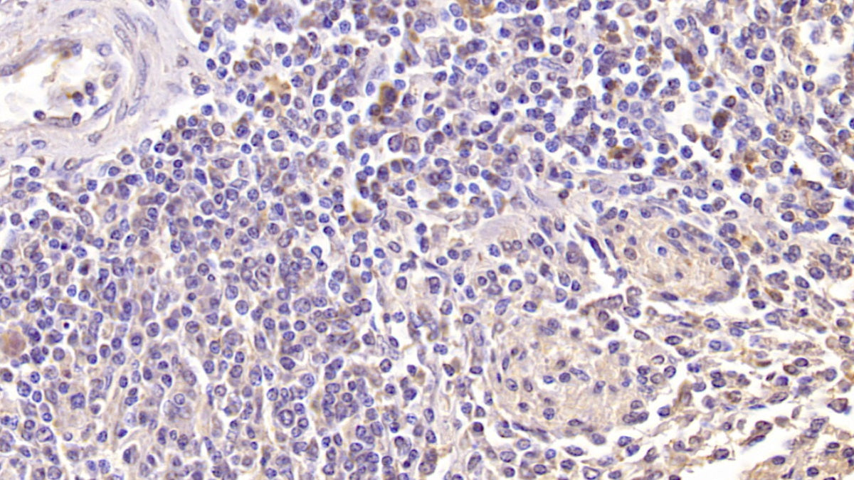 Killer Cell Lectin Like Receptor Subfamily K, Member 1 (KLRK1) Monoclonal Antibody - image 3