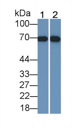 Organic Cation/Ergothioneine Transporter (OCTN1) Monoclonal Antibody - image 2