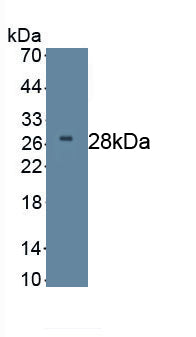 Dickkopf Related Protein 2 (DKK2) Monoclonal Antibody - image 2