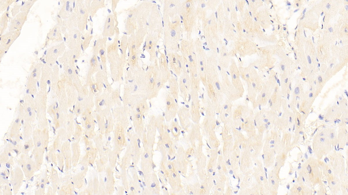 Dickkopf Related Protein 2 (DKK2) Monoclonal Antibody - image 3