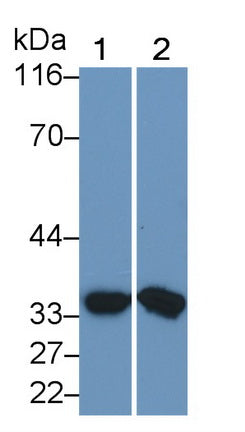 Matrix Metalloproteinase 7 (MMP7) Monoclonal Antibody - image 2