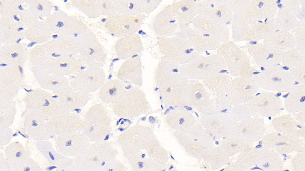S100 Calcium Binding Protein (S100) Monoclonal Antibody - image 3