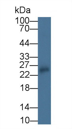 Interleukin 18 (IL18) Monoclonal Antibody - image 2