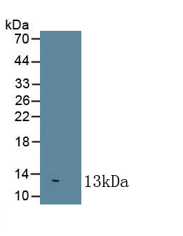 Interleukin 8 (IL8) Monoclonal Antibody - image 2