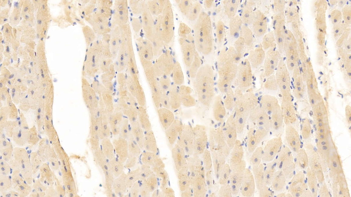 Cluster Of Differentiation 40 Ligand (CD40L) Monoclonal Antibody - image 4