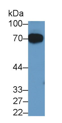 Alpha 2-Antiplasmin (a2PI) Monoclonal Antibody - image 2