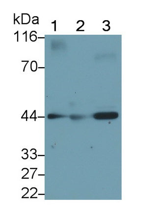 Sex Hormone Binding Globulin (SHBG) Monoclonal Antibody - image 2