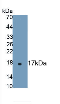 Alpha-Hemoglobin Stabilizing Protein (aHSP) Monoclonal Antibody - image 2