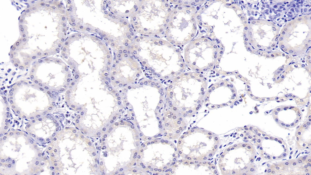 Alpha-Hemoglobin Stabilizing Protein (aHSP) Monoclonal Antibody - image 4