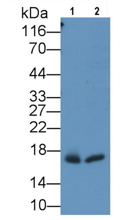 Myoglobin (MYO) Monoclonal Antibody - image 2