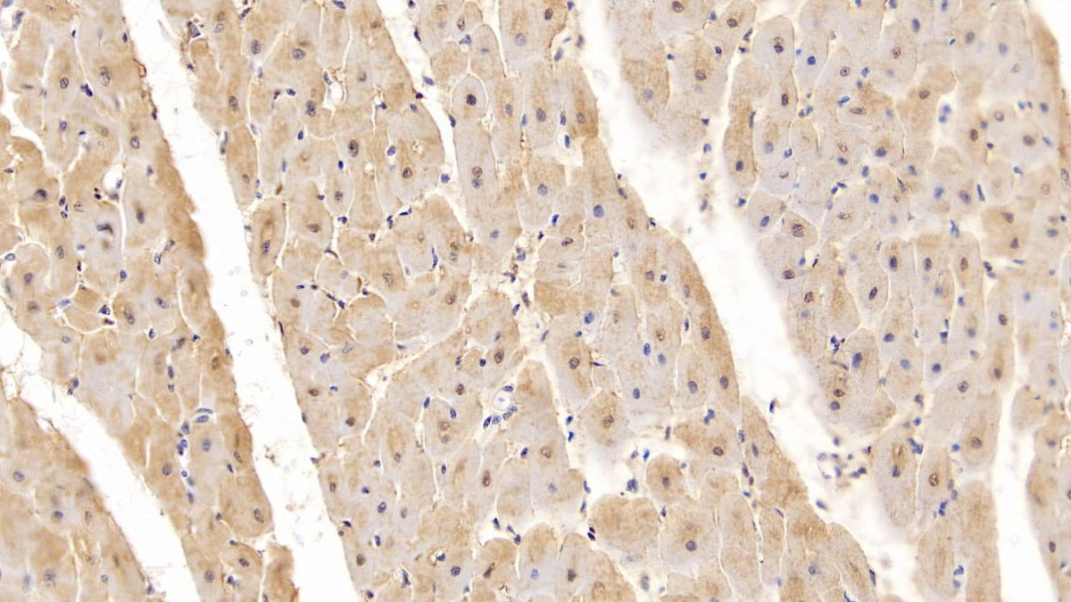 Myoglobin (MYO) Monoclonal Antibody - image 4