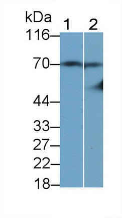 Tissue Plasminogen Activator (tPA) Monoclonal Antibody - image 2