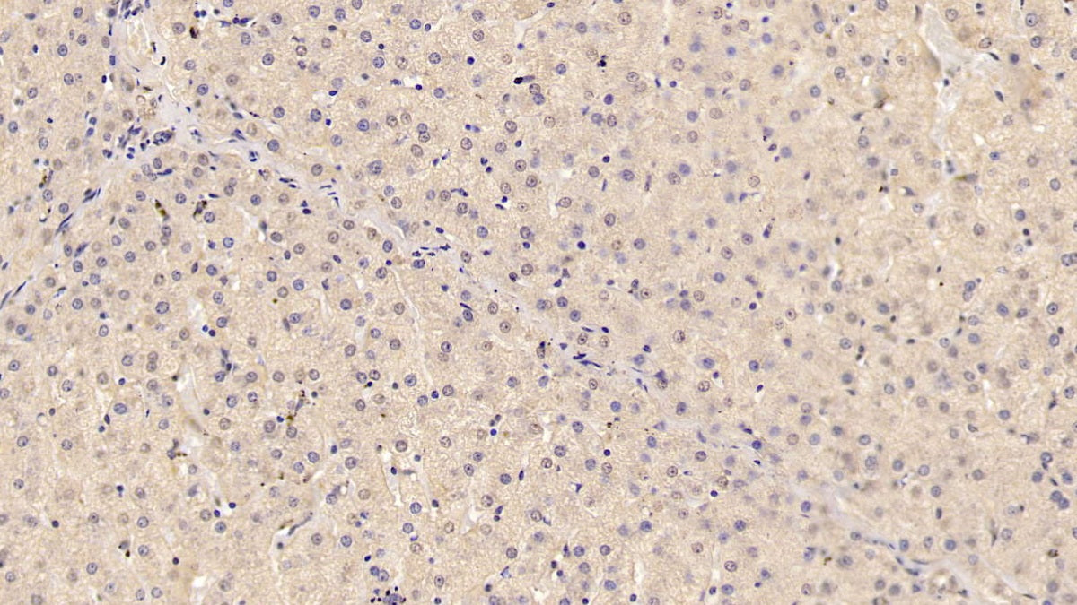 DAB staining on IHC-P; Samples: Porcine Kidney Tissue; Primary Ab: 20µg/ml Mouse Anti-Porcine ADP Antibody Second Ab: 2µg/mL HRP-Linked Caprine Anti-Mouse IgG Polyclonal Antibody