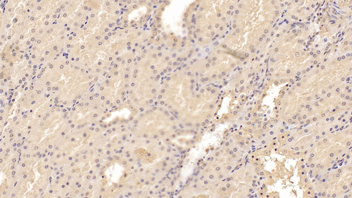 Adiponectin (ADPN) Monoclonal Antibody - image 3