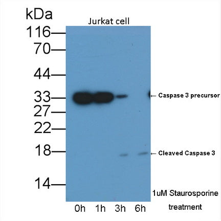 Caspase 3 (CASP3) Monoclonal Antibody - image 2