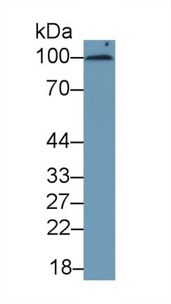 Cluster Of Differentiation 276 (CD276) Monoclonal Antibody - image 2