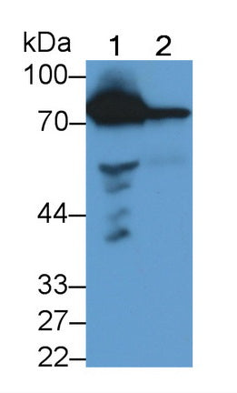 Coagulation Factor II (F2) Monoclonal Antibody - image 2