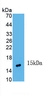 Inhibin Beta A (INHbA) Monoclonal Antibody - image 2
