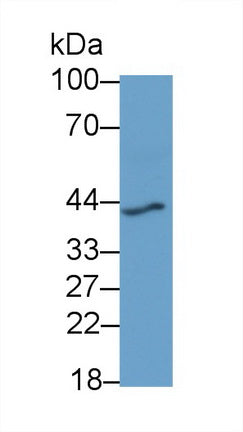 Renin (REN) Monoclonal Antibody - image 2