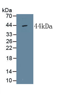 Alkaline Phosphatase, Tissue-nonspecific (ALPL) Monoclonal Antibody - image 2