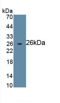 Cluster Of Differentiation 72 (CD72) Monoclonal Antibody - image 2