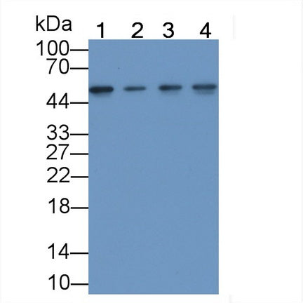 Enolase 1 (ENO1) Monoclonal Antibody - image 2