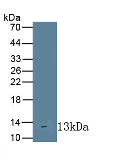 Interleukin 10 Receptor Alpha (IL10Ra) Monoclonal Antibody - image 2