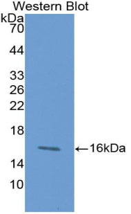 Chemokine (C-X-C Motif) Ligand 27 (CCL27) Monoclonal Antibody - image 2