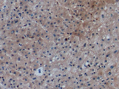 Chemokine (C-X-C Motif) Ligand 27 (CCL27) Monoclonal Antibody - image 3