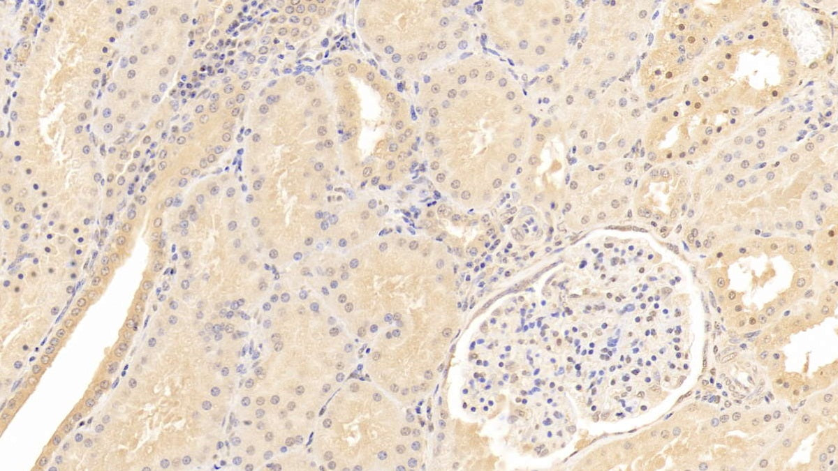 Annexin A2 (ANXA2) Monoclonal Antibody - image 3