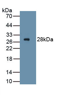Platelet Derived Growth Factor Receptor Alpha (PDGFRa) Monoclonal Antibody - image 2