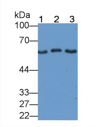 Mothers Against Decapentaplegic Homolog 2 (Smad2) Monoclonal Antibody - image 2