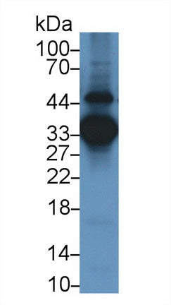 Annexin A3 (ANXA3) Monoclonal Antibody - image 2