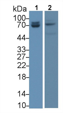 Lamin A/C (LMNA) Monoclonal Antibody - image 2