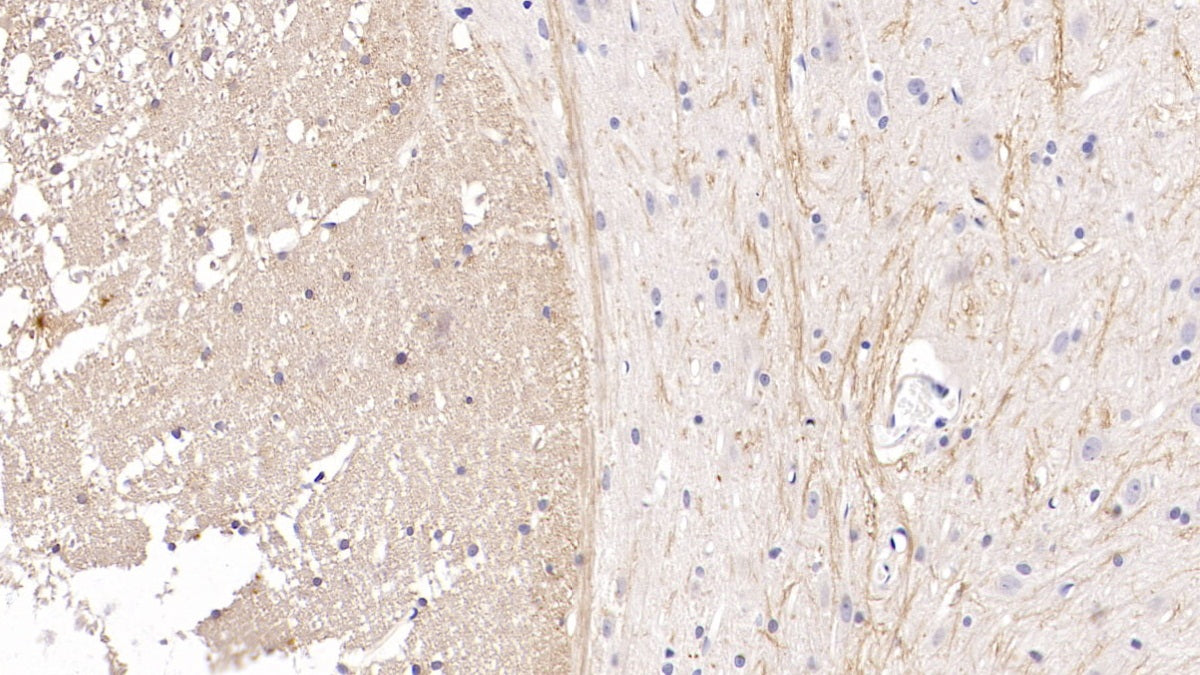 Cerebral Dopamine Neurotrophic Factor (CDNF) Monoclonal Antibody - image 3