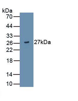 A Disintegrin And Metalloproteinase With Thrombospondin 9 (ADAMTS9) Monoclonal Antibody - image 2