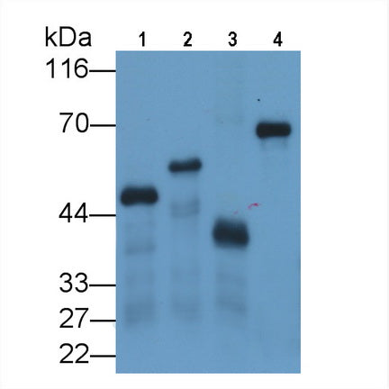Glutathione S Transferase (GST) Monoclonal Antibody - image 2