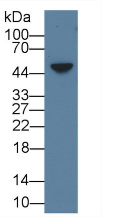Amphiregulin (AREG) Polyclonal Antibody - image 2