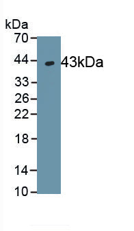 Macrophage Inflammatory Protein 3 Beta (MIP3b) Polyclonal Antibody - image 2