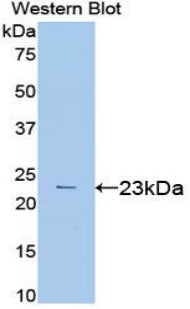 Vascular Endothelial Growth Factor A (VEGFA) Polyclonal Antibody - image 2
