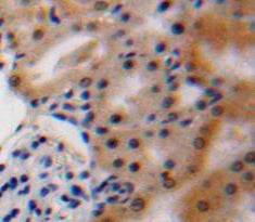 Vascular Endothelial Growth Factor A (VEGFA) Polyclonal Antibody - image 3