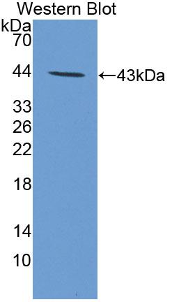 Vascular Endothelial Growth Factor C (VEGFC) Polyclonal Antibody - image 2