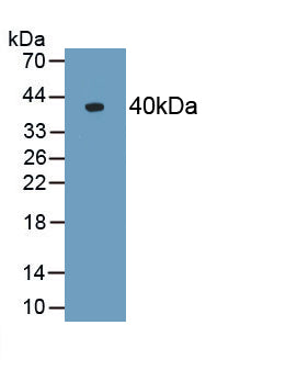 Alpha-2-Heremans Schmid Glycoprotein (AHSG) Polyclonal Antibody - image 2