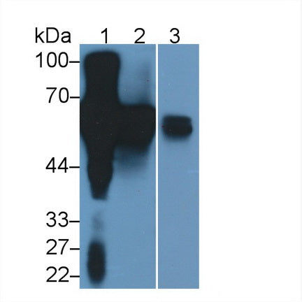 Alpha-2-Heremans Schmid Glycoprotein (AHSG) Polyclonal Antibody - image 2