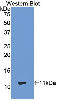 Monocyte Chemotactic Protein 4 (MCP4) Polyclonal Antibody - image 2