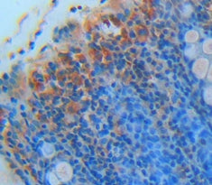 Monocyte Chemotactic Protein 4 (MCP4) Polyclonal Antibody - image 3