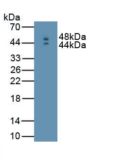 Interferon Beta (IFNb) Polyclonal Antibody - image 2